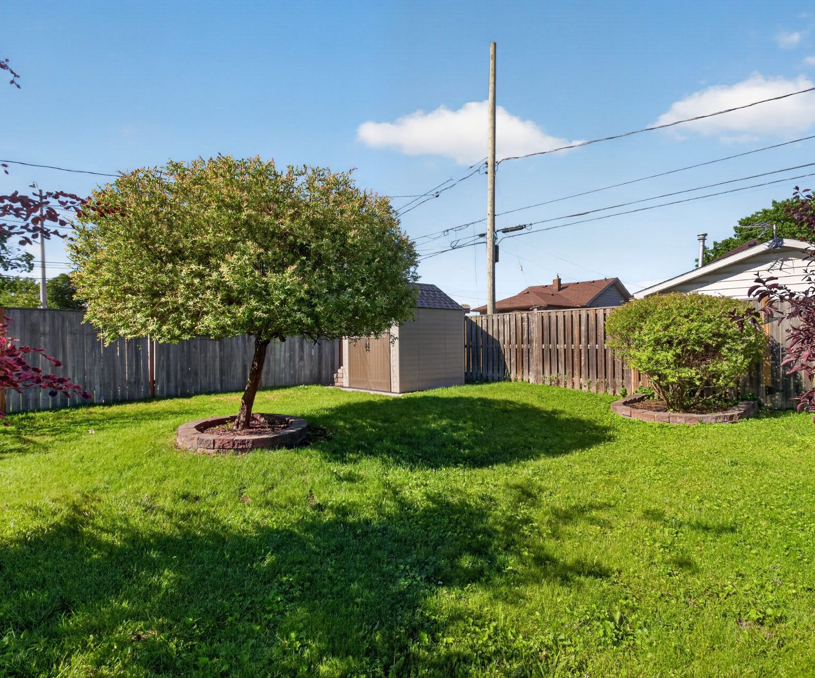 Backyard with rounded tree, wooden fence, and storage shed