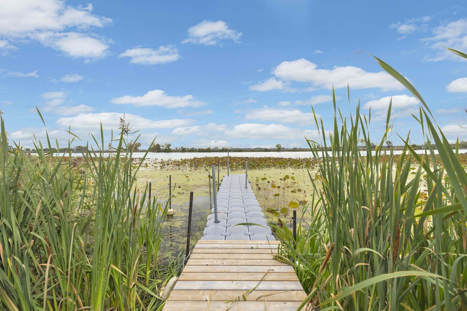 Floating dock leading into the canal between tall reeds.