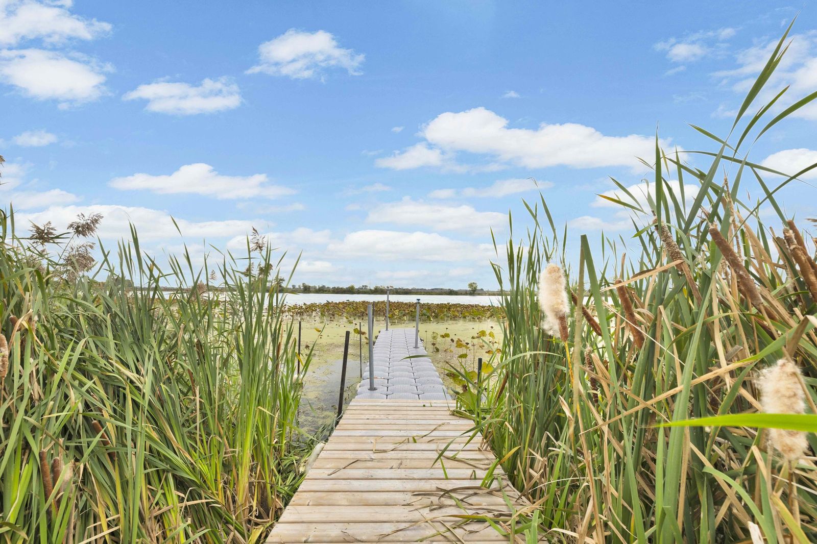 Wooden dock running through the reeds to open water.